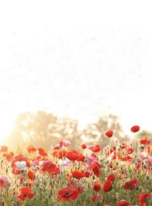 Its Mary Ruffle Pinterest 14659163_dQjBZbDb_c