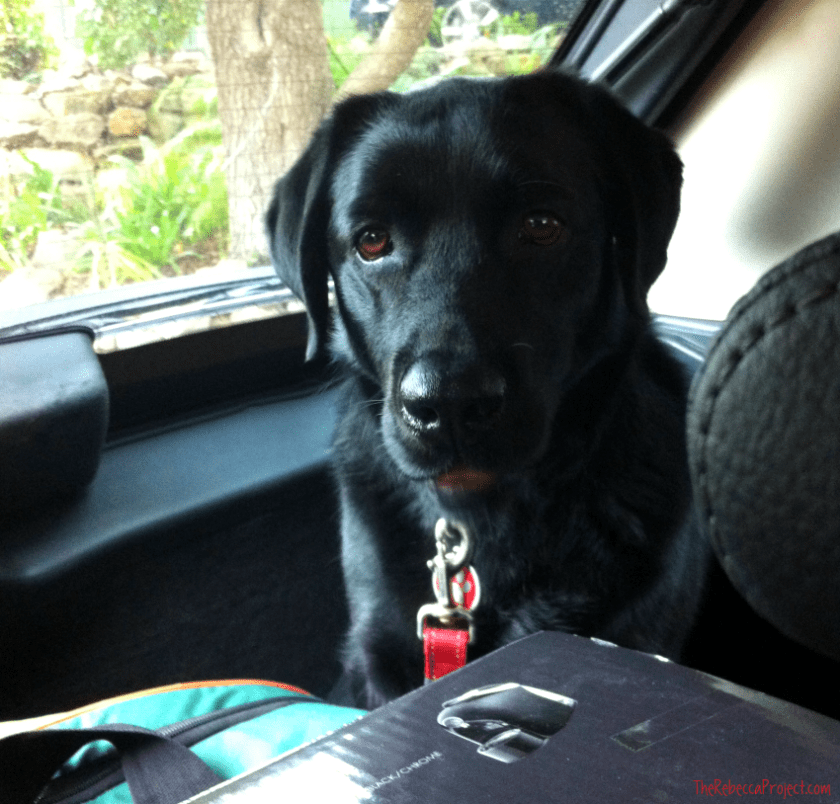 Gratuitous puppy photo: Neo came with us!